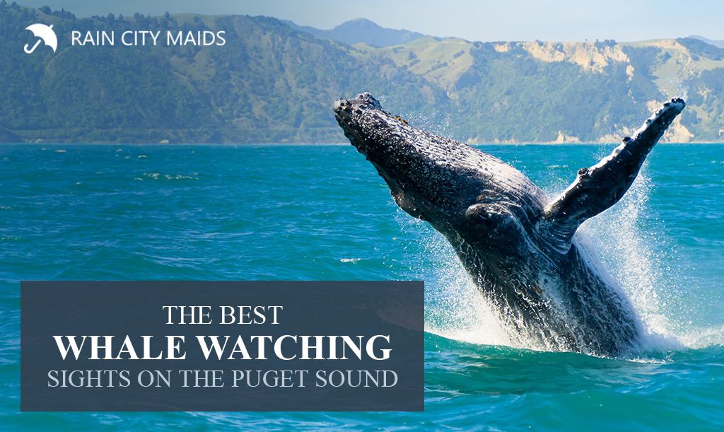 The Best Whale-Watching Sights on the Puget Sound | Blog