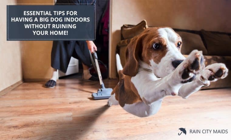 img-Rain-City-Maids-Essential-Tips-For-Having-A-Big-Dog-Indoors-Without-Ruining-Your-Home